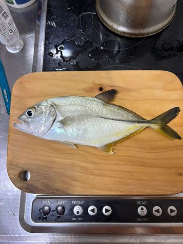 ガーラの釣果