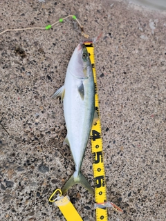 ワラサの釣果