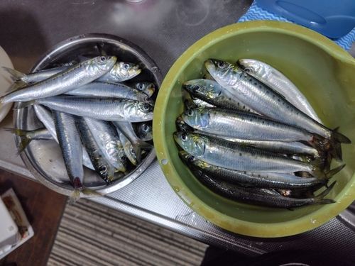 マイワシの釣果