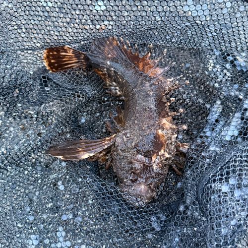 オニオコゼの釣果