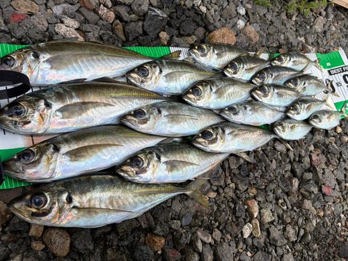 アジの釣果