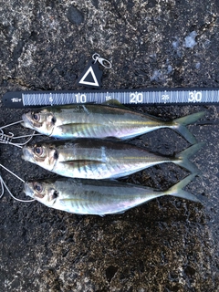 アジの釣果