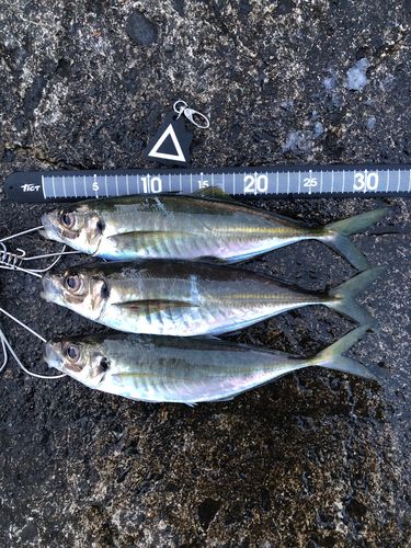 アジの釣果