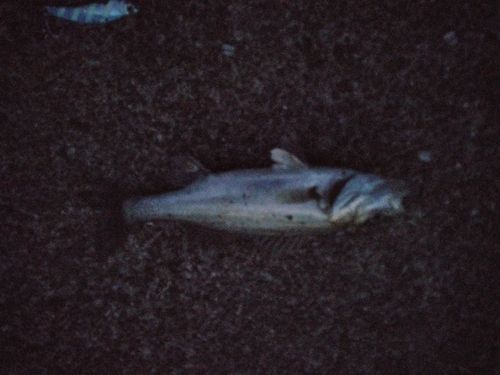ハネ（マルスズキ）の釣果