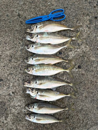 アジの釣果