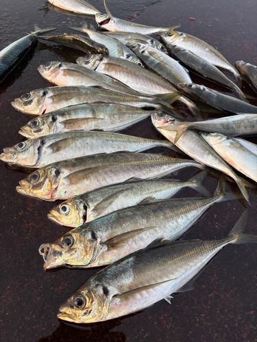 エソの釣果