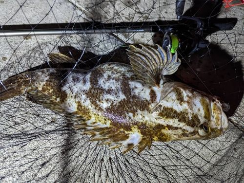 ソイの釣果