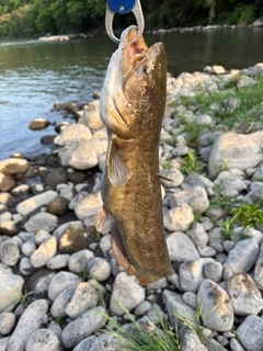ニホンナマズの釣果