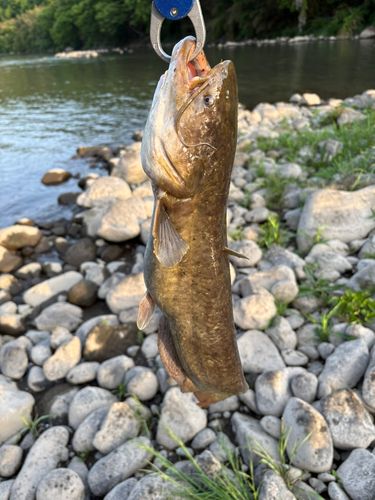ニホンナマズの釣果