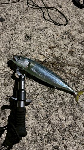 サバの釣果