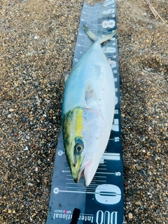 ワラサの釣果
