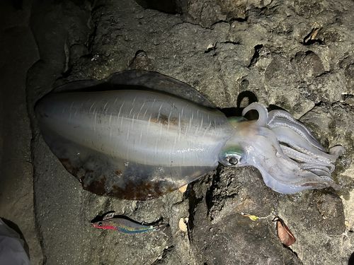アオリイカの釣果