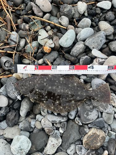 ヒラメの釣果