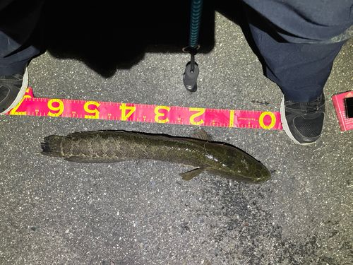 ライギョの釣果