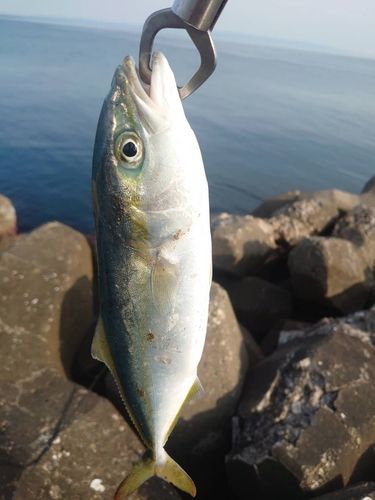 イナダの釣果