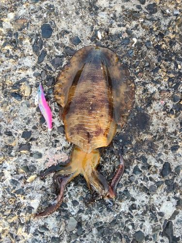 アオリイカの釣果