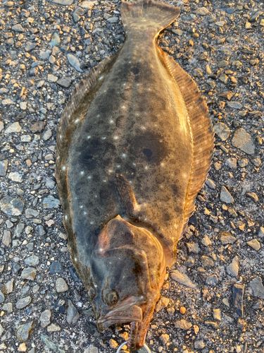 ヒラメの釣果