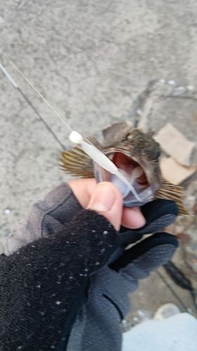 アラカブの釣果
