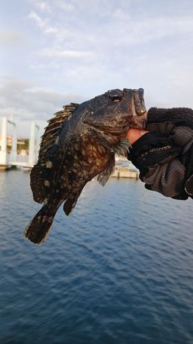 アラカブの釣果