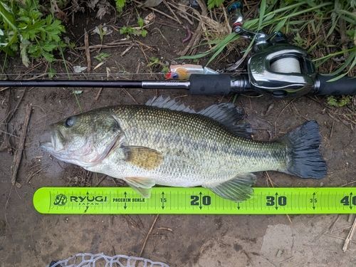 ラージマウスバスの釣果