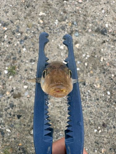 キスの釣果