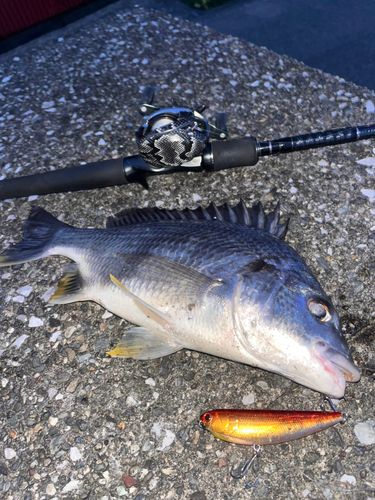 キビレの釣果