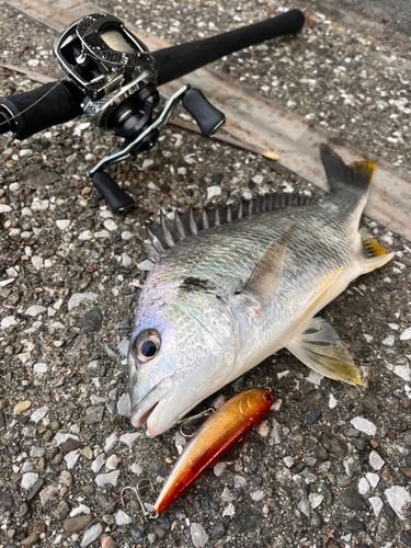 キビレの釣果