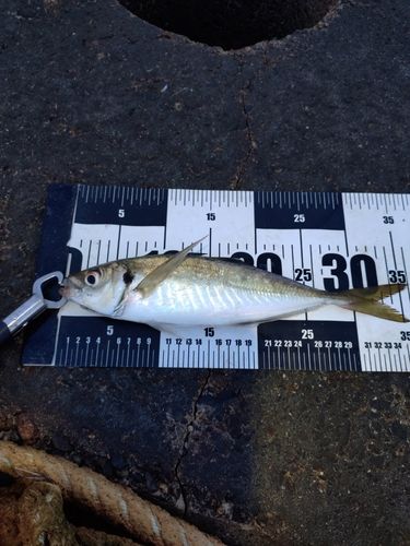 マアジの釣果
