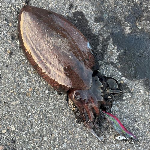 コウイカの釣果