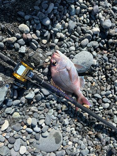 チャリコの釣果