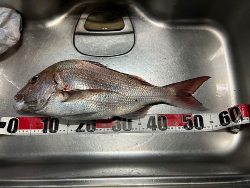マダイの釣果
