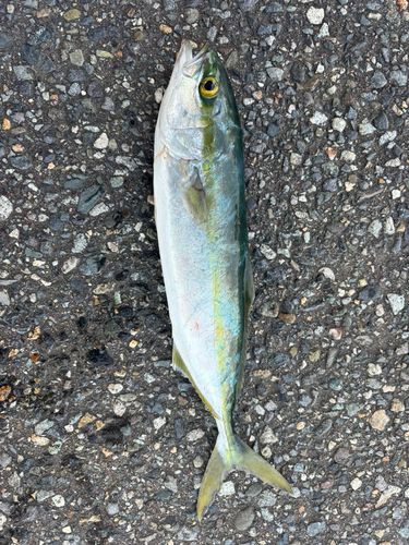ワカシの釣果
