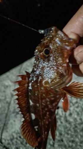 ガシラの釣果