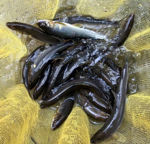 アユの釣果