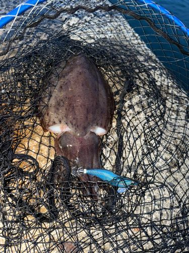 モンゴウイカの釣果