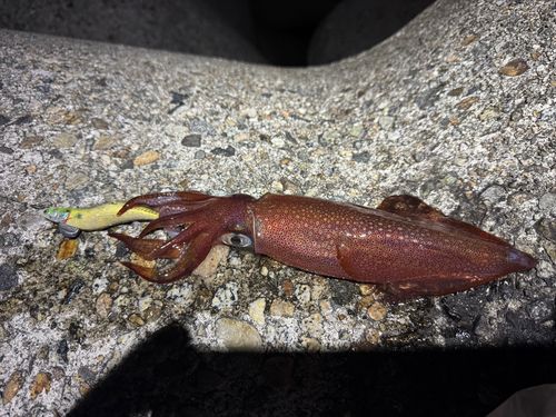 ケンサキイカの釣果