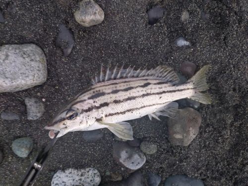 シマイサキの釣果