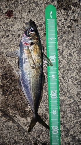 アジの釣果