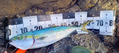 ワラサの釣果