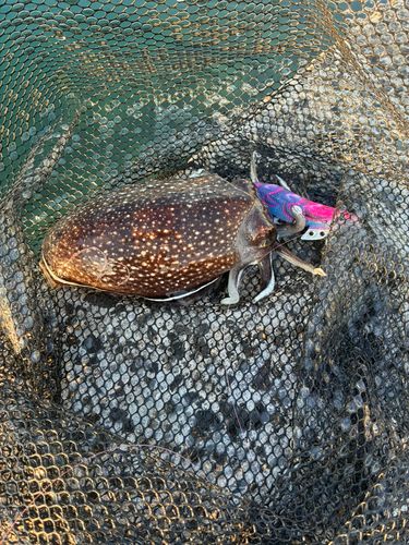 シリヤケイカの釣果