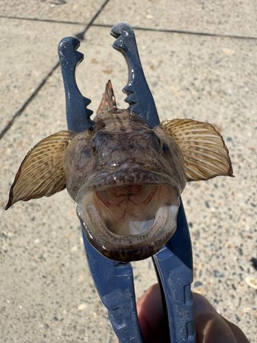 ハゼの釣果