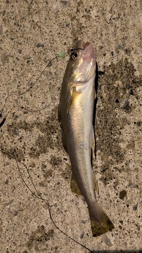 コマイの釣果