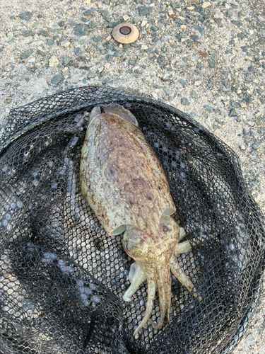 コウイカの釣果