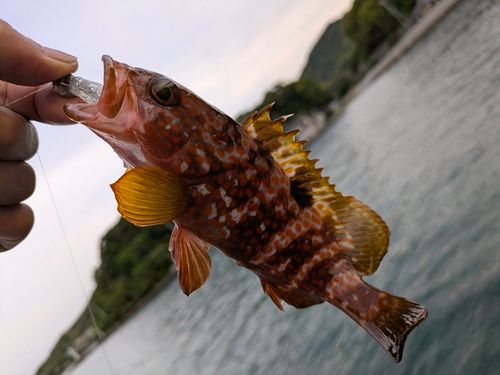 釣果