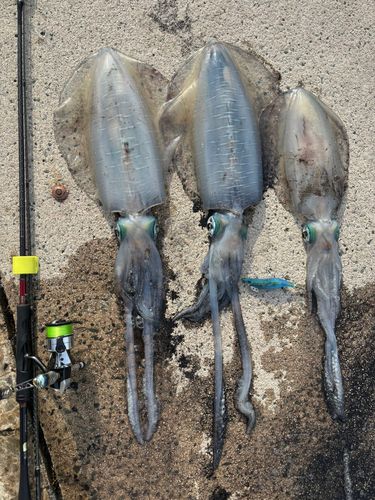 アオリイカの釣果
