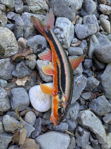 ウグイの釣果