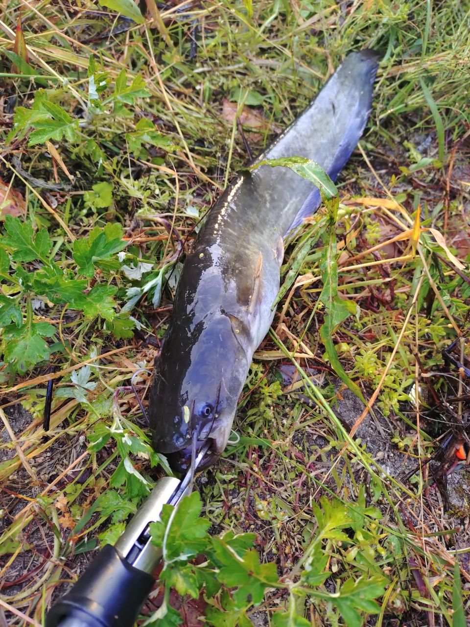 ナマズの釣果写真