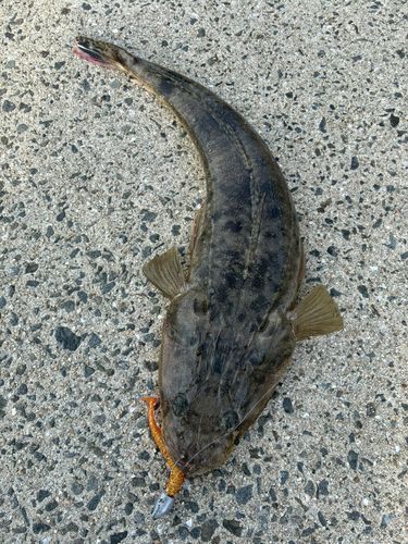 マゴチの釣果