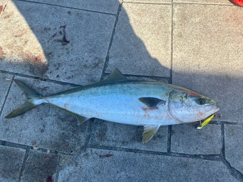 メジロの釣果