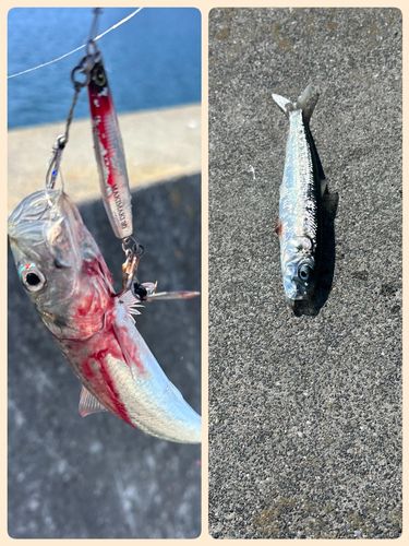 サバの釣果